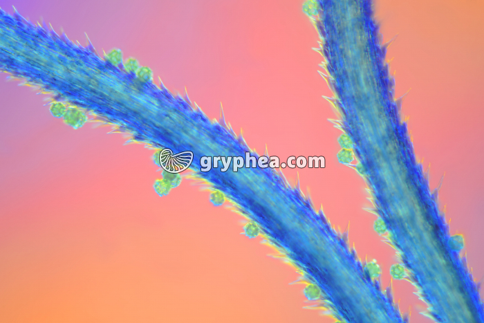 Pollen de Chicorée sur stigmate x40 - gryphea.com